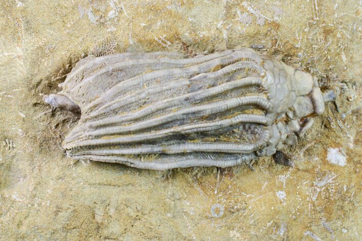 Fossil Crinoid (Macrocrinus) - Crawfordsville, Indiana #157205